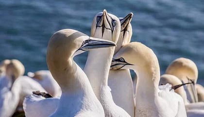 AG网址：引领沉浸式娱乐的全新航道