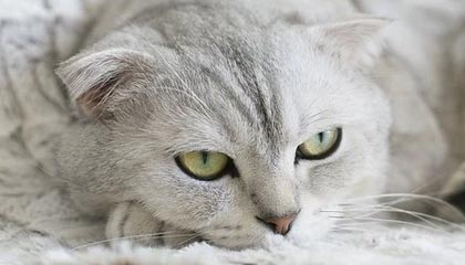 AG网址：引领沉浸式娱乐的全新航道