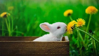 AG网址：引领沉浸式娱乐的全新航道